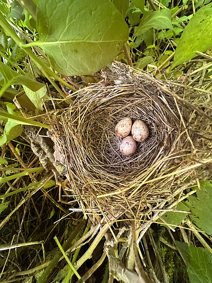 Blackcap, Rockhampton, May 2026