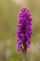 Souhern Marsh-orchid, Kenfig, June 2024