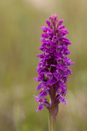 Souhern Marsh-orchid, Kenfig, June 2024