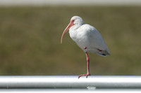 White Ibis, Florida, February 2020
