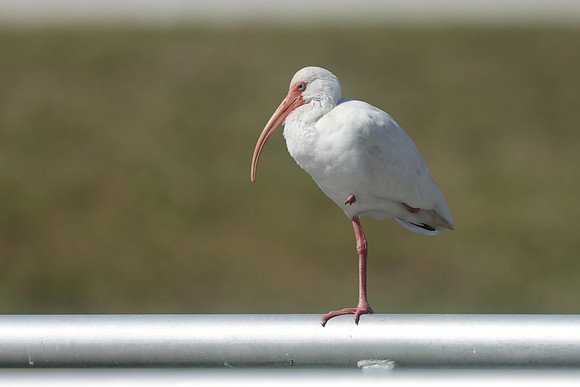 White Ibis, Florida, February 2020