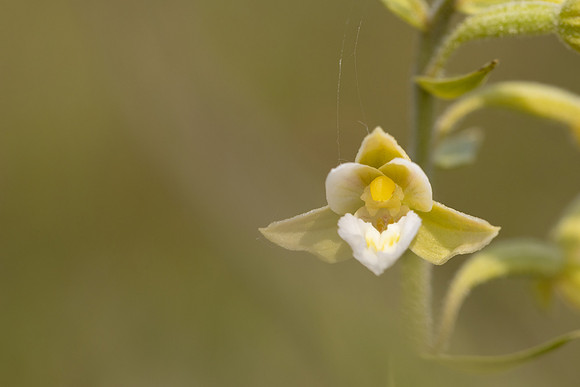 Marsh Helleborine, (White form) Kenfig, June 2024