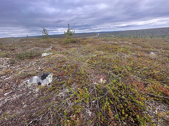 Whimbrel, Saariselka, Finland, June 2025