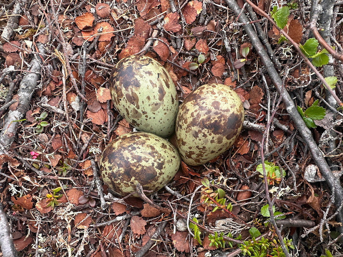 Whimbrel, Saariselka, Finland, June 2025