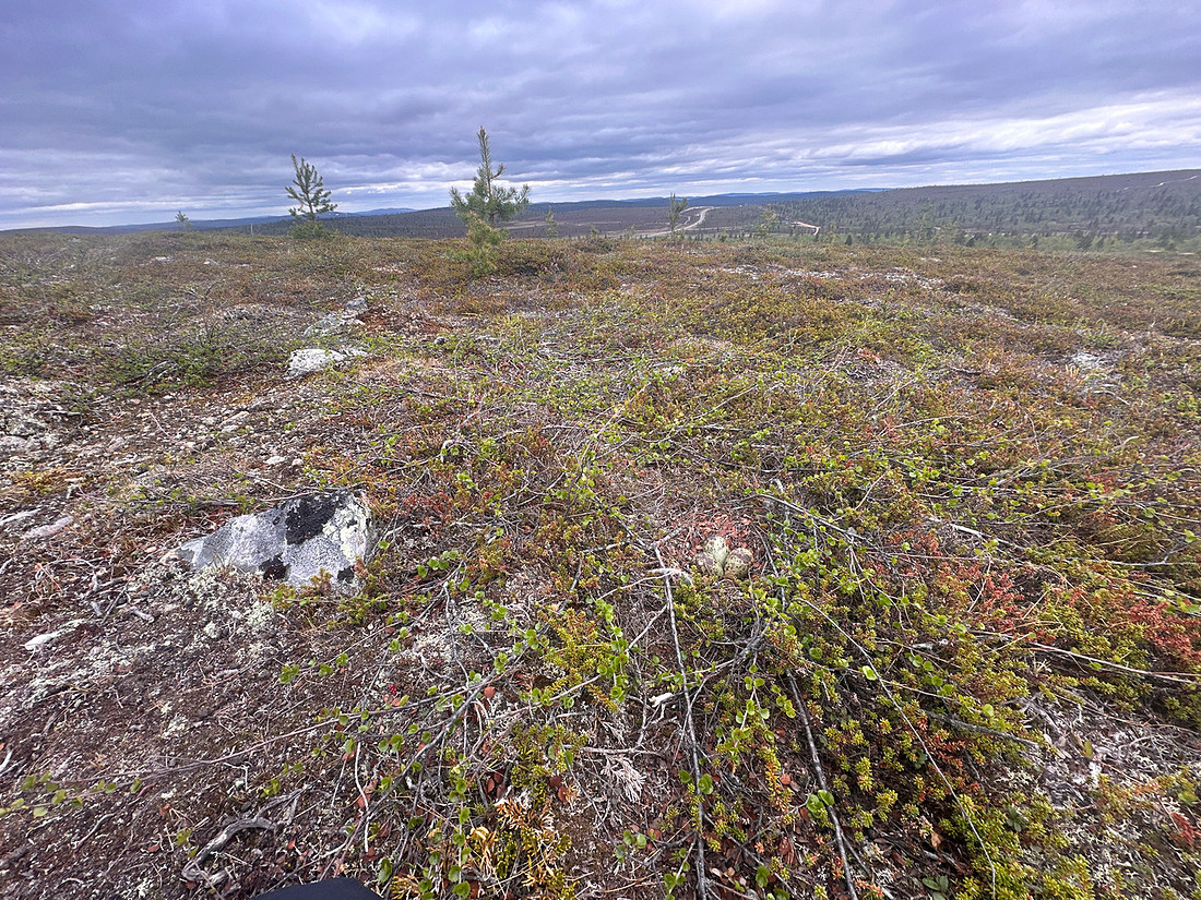 Whimbrel, Saariselka, Finland, June 2025