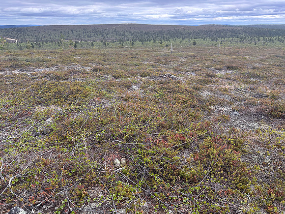 Whimbrel, Saariselka, Finland, June 2025