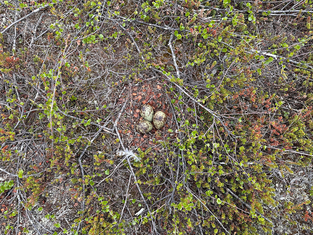Whimbrel, Saariselka, Finland, June 2025