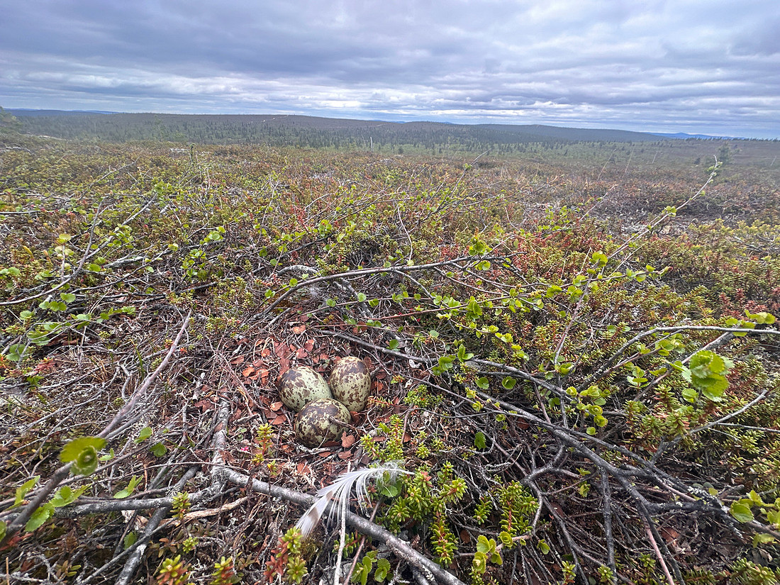 Whimbrel, Saariselka, Finland, June 2025