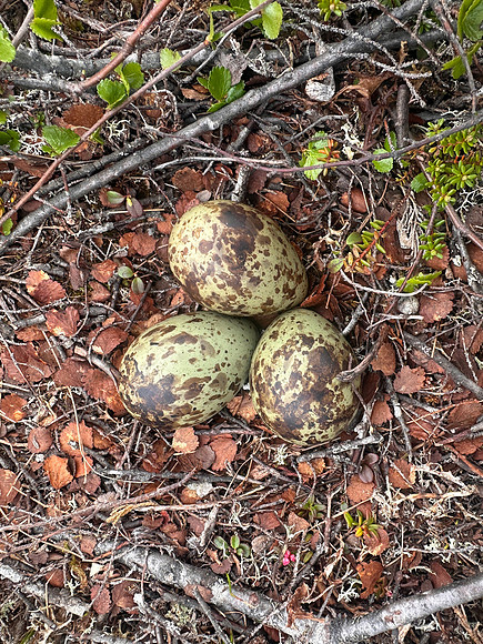 Whimbrel, Saariselka, Finland, June 2025