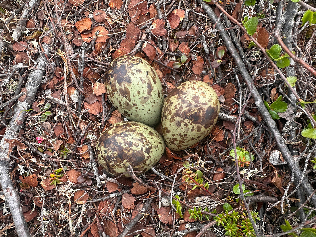 Whimbrel, Saariselka, Finland, June 2025