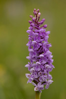 Chalk Fragrant x Common  Spotted-orchid, Rudge Hill, June 2024