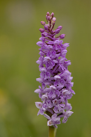 Chalk Fragrant x Common  Spotted-orchid, Rudge Hill, June 2024