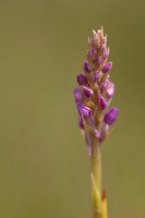 Marsh Fragrant-orchid Kenfig, June 2024