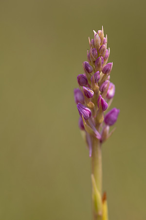 Marsh Fragrant-orchid Kenfig, June 2024
