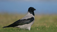 Hooded Crow, Paphos, Cyprus, October 2016