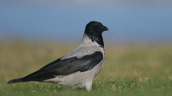Hooded Crow, Paphos, Cyprus, October 2016