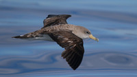 Cory's Shearwater, Fuzeta Pelagic, Portgual, September 2015.