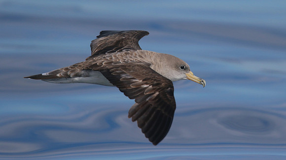 Cory's Shearwater, Fuzeta Pelagic, Portgual, September 2015.