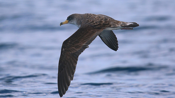 Cory's Shearwater, Fuzeta Pelagic, Portgual, September 2015