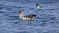 Cory's Shearwater, Fuzeta Pelagic, Portgual, September 2015