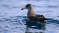 Cory's Shearwater, Fuzeta Pelagic, Portgual, September 2015