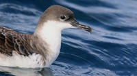 Great Shearwater
