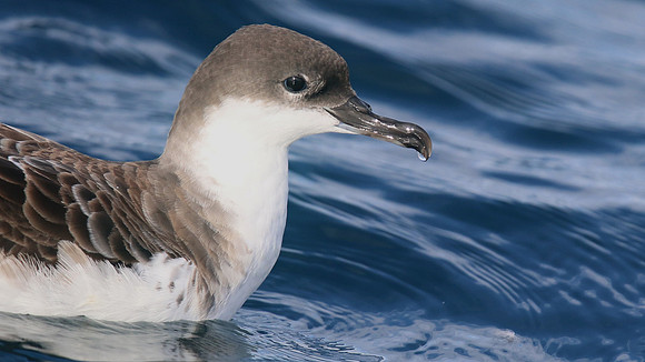 Great Shearwater, Fuzeta Pelagic, Portgual, September 2015.