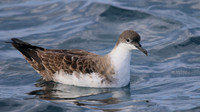 Great Shearwater, Fuzeta Pelagic, Portgual, September 2015
