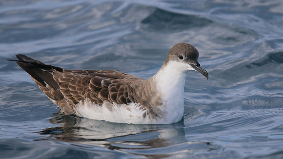 Great Shearwater, Fuzeta Pelagic, Portgual, September 2015