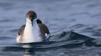 Great Shearwater, Fuzeta Pelagic, Portgual, September 2015