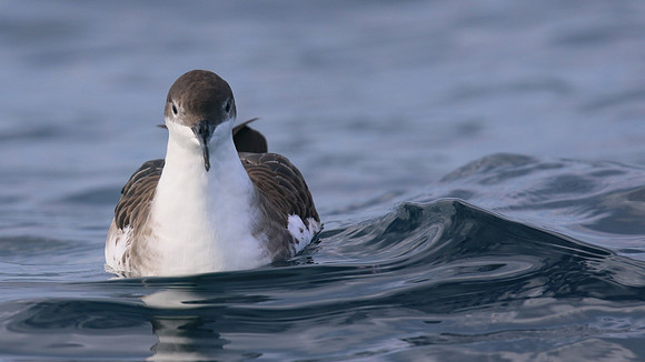 Great Shearwater, Fuzeta Pelagic, Portgual, September 2015