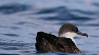 Great Shearwater, Fuzeta Pelagic, Portgual, September 2015