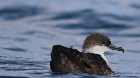Great Shearwater, Fuzeta Pelagic, Portgual, September 2015