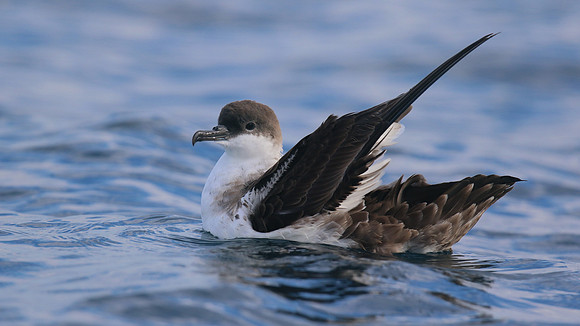 Great Shearwater, Fuzeta Pelagic, Portgual, September 2015
