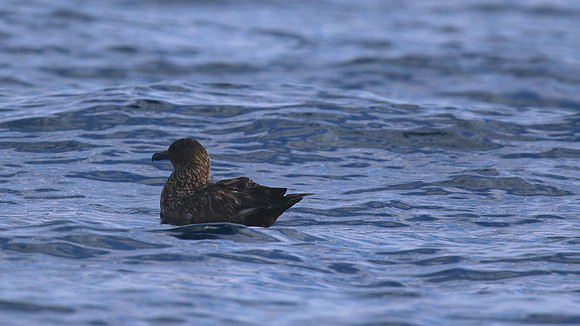 Great Skua, Fuzeta Pelagic, Portgual, September 2015