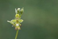 Green Fly Orchid, Noar Hill, June 2026