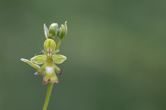 Green Fly Orchid, Noar Hill, June 2026