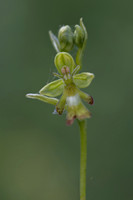 Green Fly Orchid