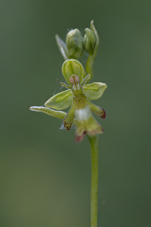 Green Fly Orchid, Noar Hill, June 2026
