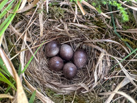 Tree Pipit, Gloucestershire, May 2026