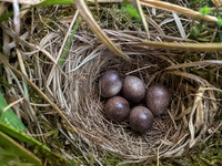 Tree Pipit, Gloucestershire, May 2026