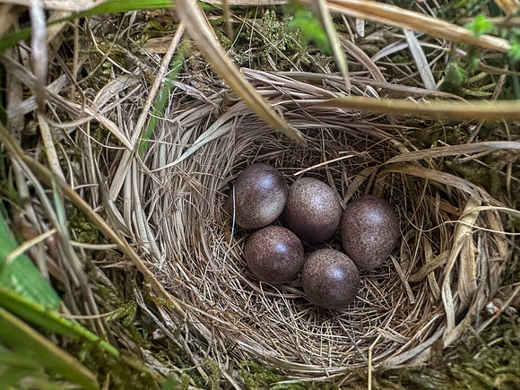 Tree Pipit, Gloucestershire, May 2026