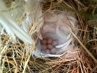 Norhern Willow Warbler, Finland, June 2025