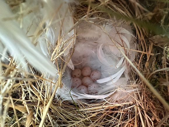 Norhern Willow Warbler, Finland, June 2025