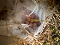 Norhern Willow Warbler, Finland, June 2025