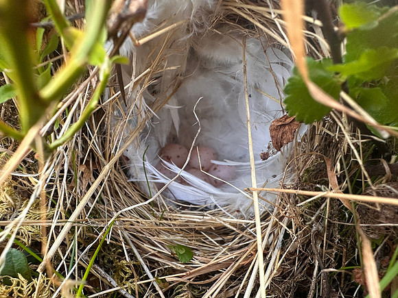 Norhern Willow Warbler, Finland, June 2025