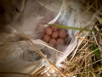 Norhern Willow Warbler, Finland, June 2025