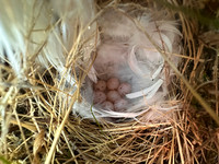 Willow Warbler