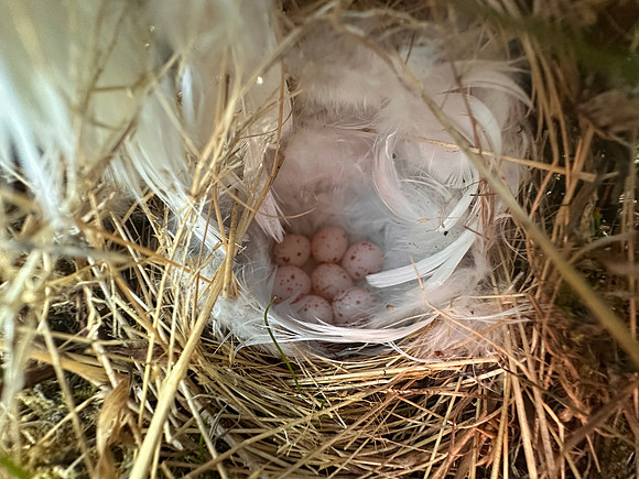 Norhern Willow Warbler, Finland, June 2025