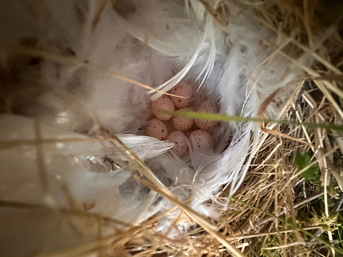Norhern Willow Warbler, Finland, June 2025